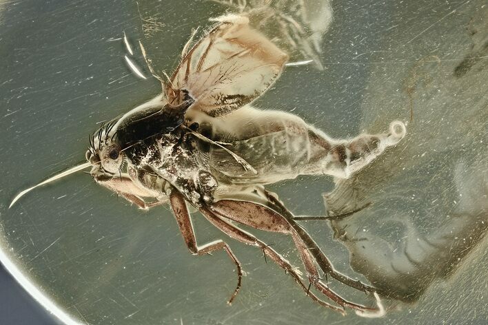 Fossil Scuttle Fly with Emerging Parasitic Nematode In Baltic Amber #343242
